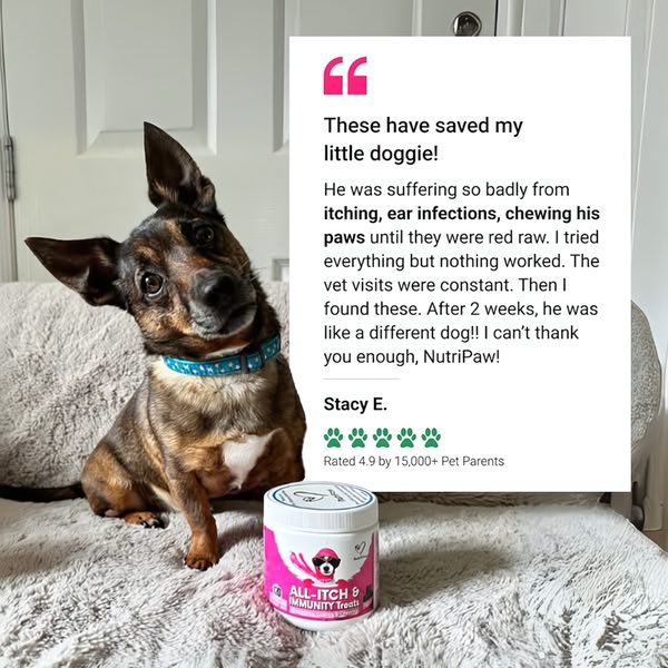 A 1:1 ratio ad creative featuring a customer review with a high-trust star rating for dog immunity treats.